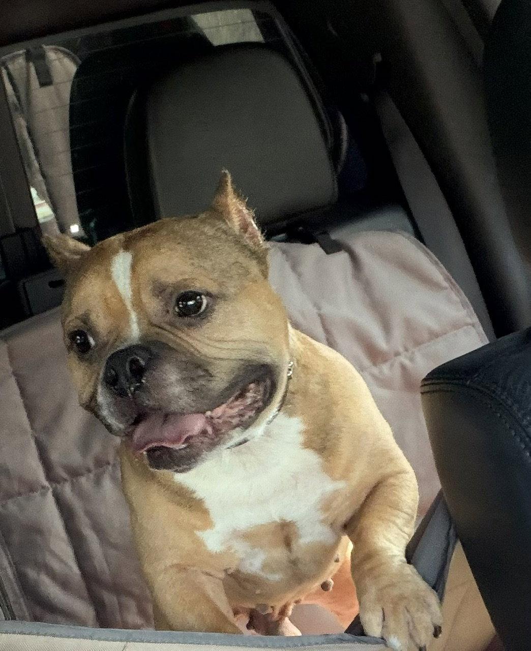 Porkchop, a Adopted American Bulldog in Chambersburg, PA image 2/3