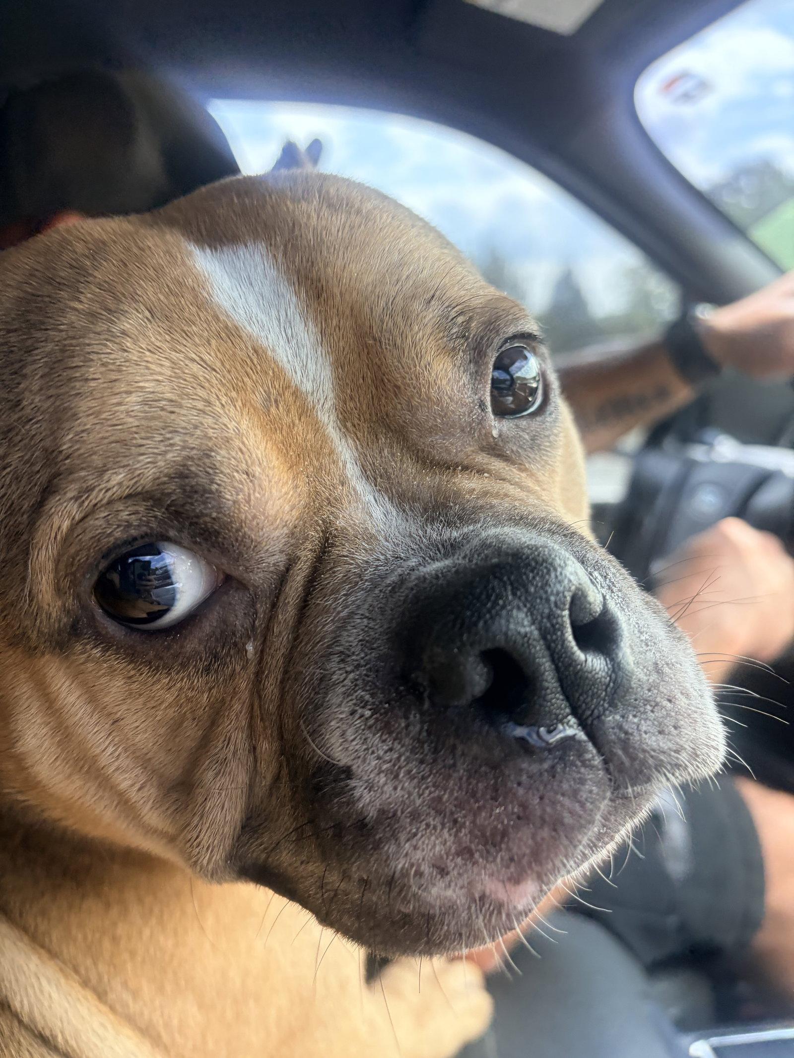 Porkchop, a Adopted American Bulldog in Chambersburg, PA image 3/3