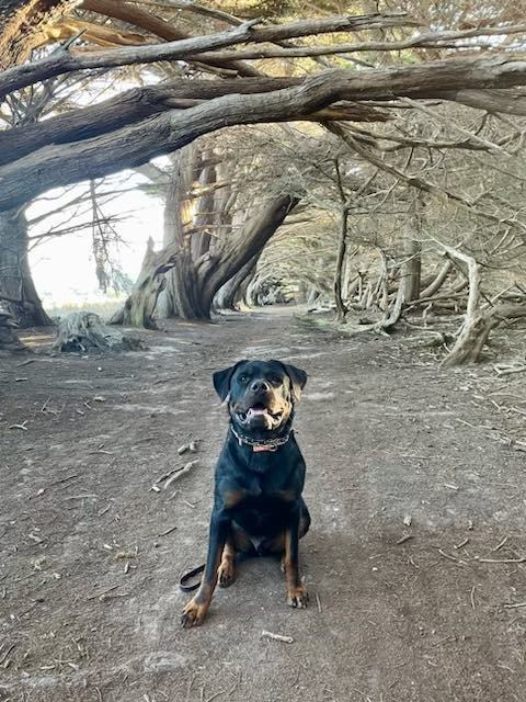 Hugo, a Adopted Rottweiler in Half Moon Bay, CA image 2/5