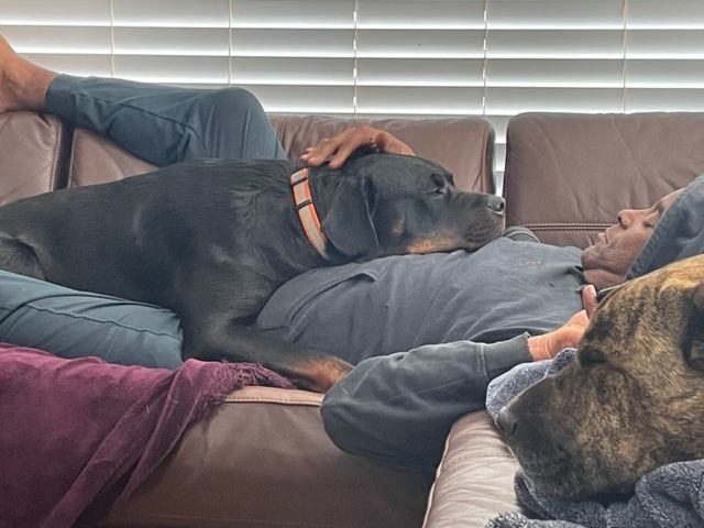 Hugo, a Adopted Rottweiler in Half Moon Bay, CA image 3/5