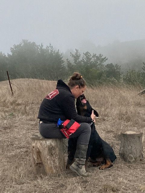 Hugo, a Adopted Rottweiler in Half Moon Bay, CA image 4/5