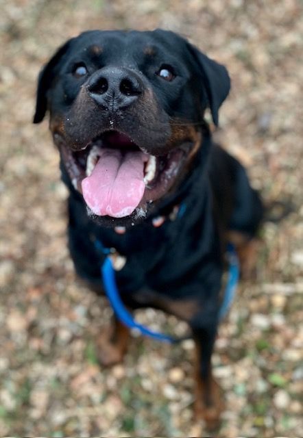 Hugo, a Adopted Rottweiler in Half Moon Bay, CA image 5/5