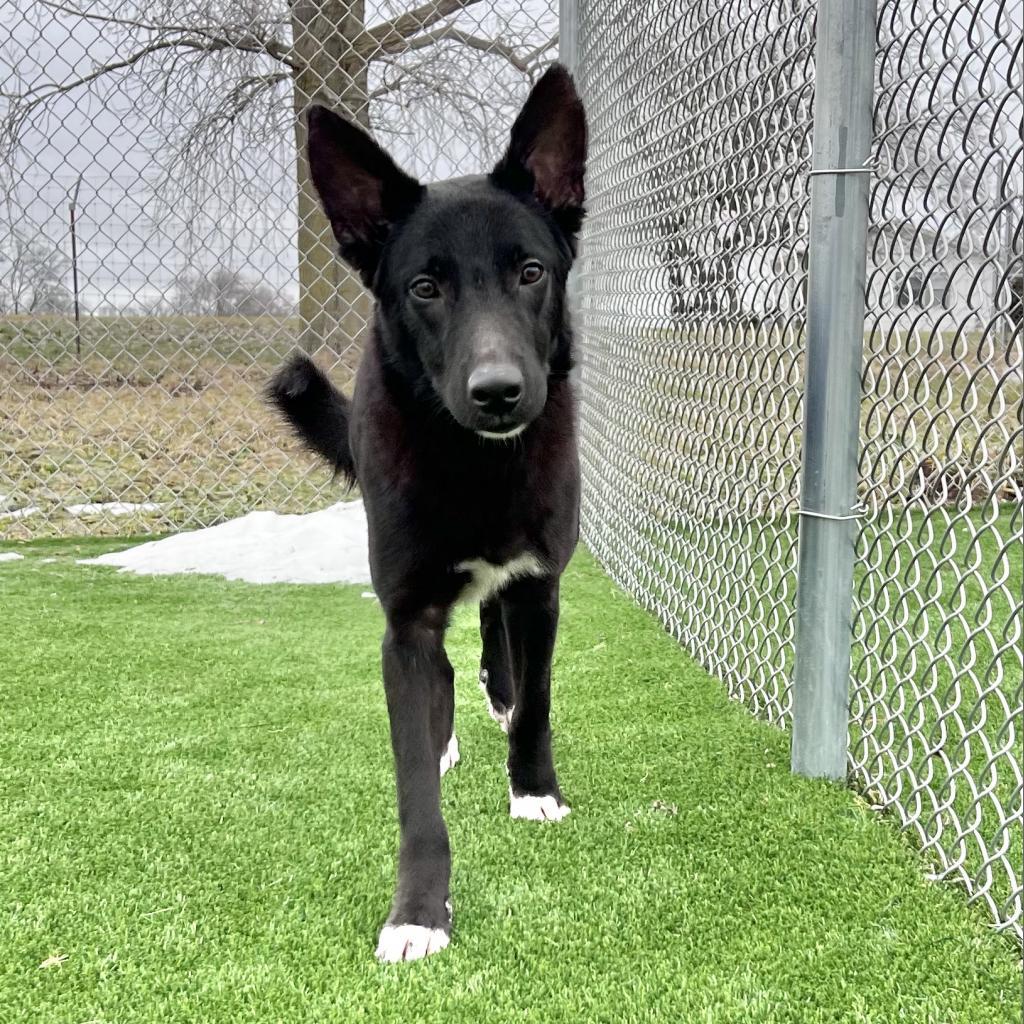 Warlock, Adoptable, Adult Male Shepherd & Mixed Breed.