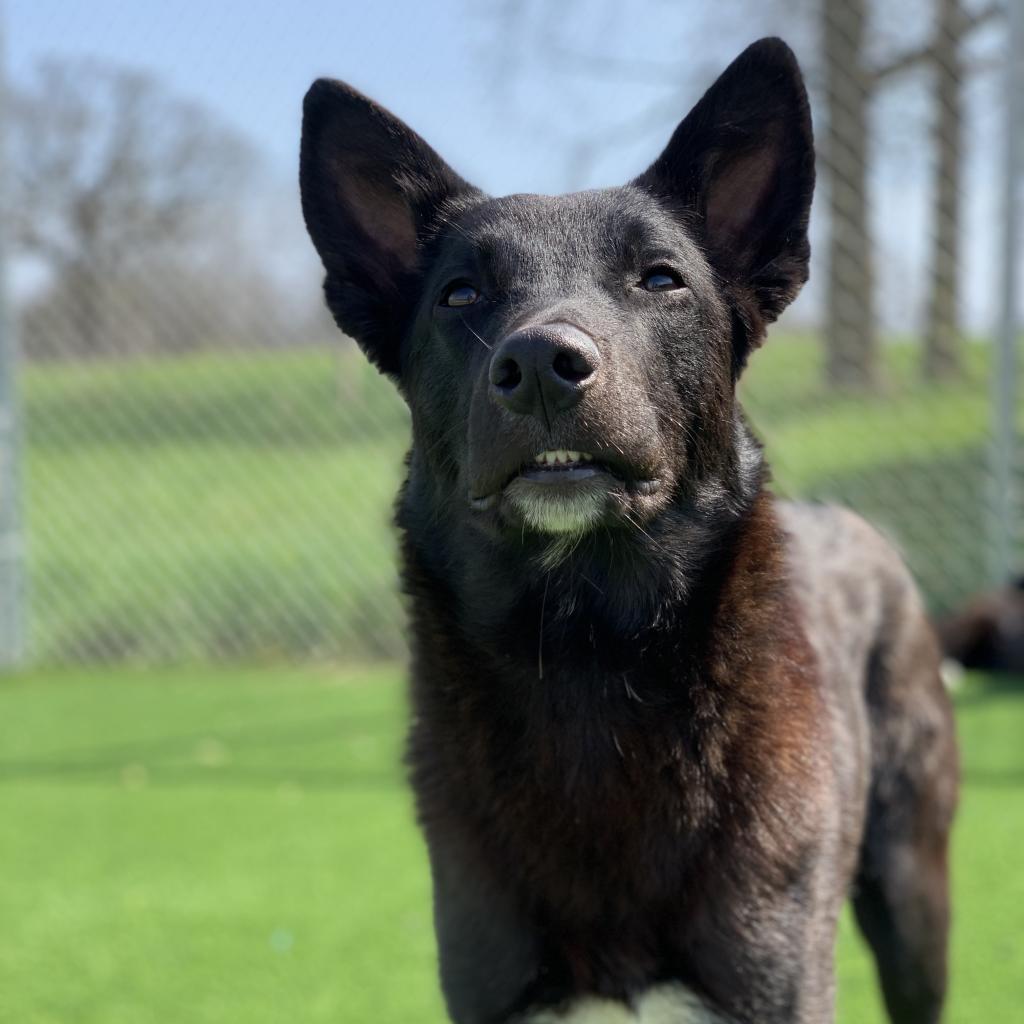 Warlock, a Adoptable mixed breed in Chicago, IL image 3/5