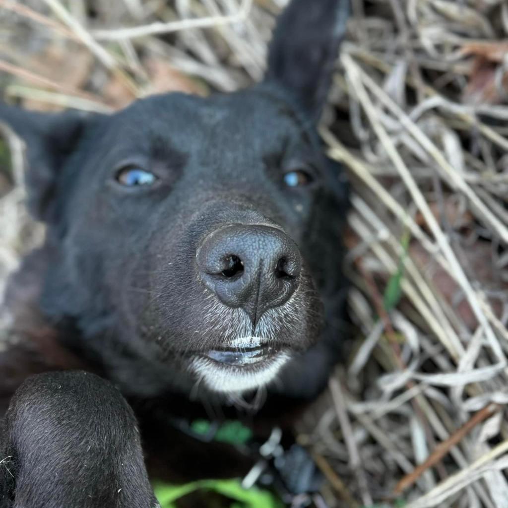 Warlock, a Adoptable mixed breed in Chicago, IL image 4/5
