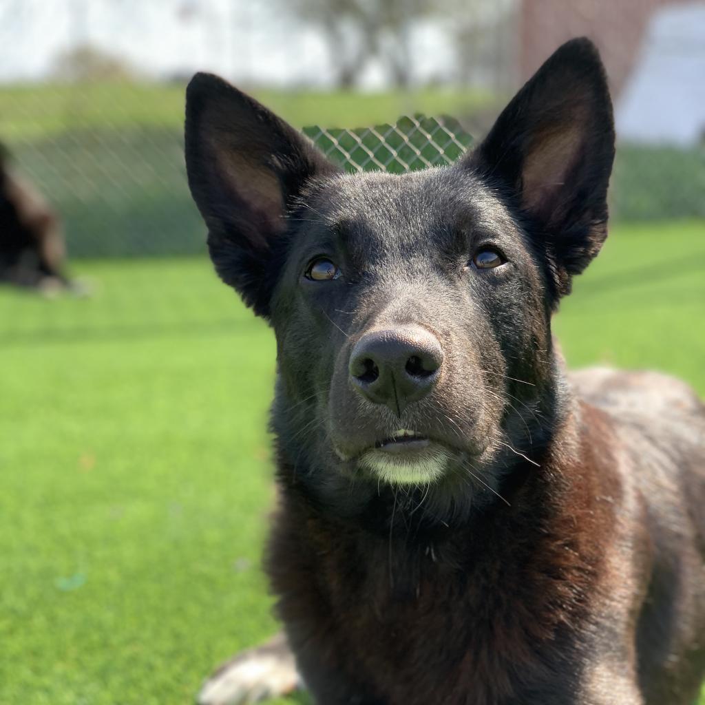 Warlock, a Adoptable mixed breed in Chicago, IL image 5/5