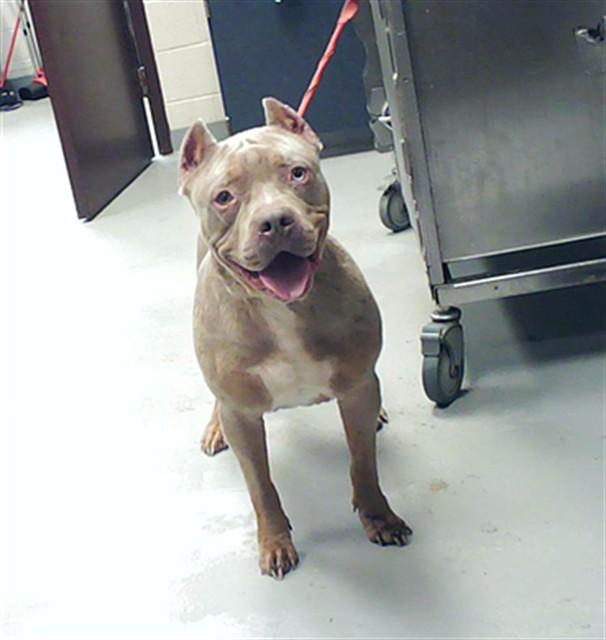 SLASH, Adoptable, Adult Male Pit Bull Terrier.