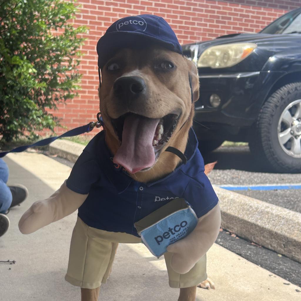 Letti, a Adoptable Mixed Breed in Monroeville, AL image 1/4