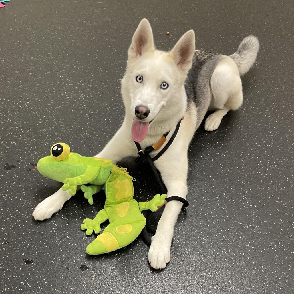 Bella, Adoptable, Young Female German Shepherd Dog & Husky.
