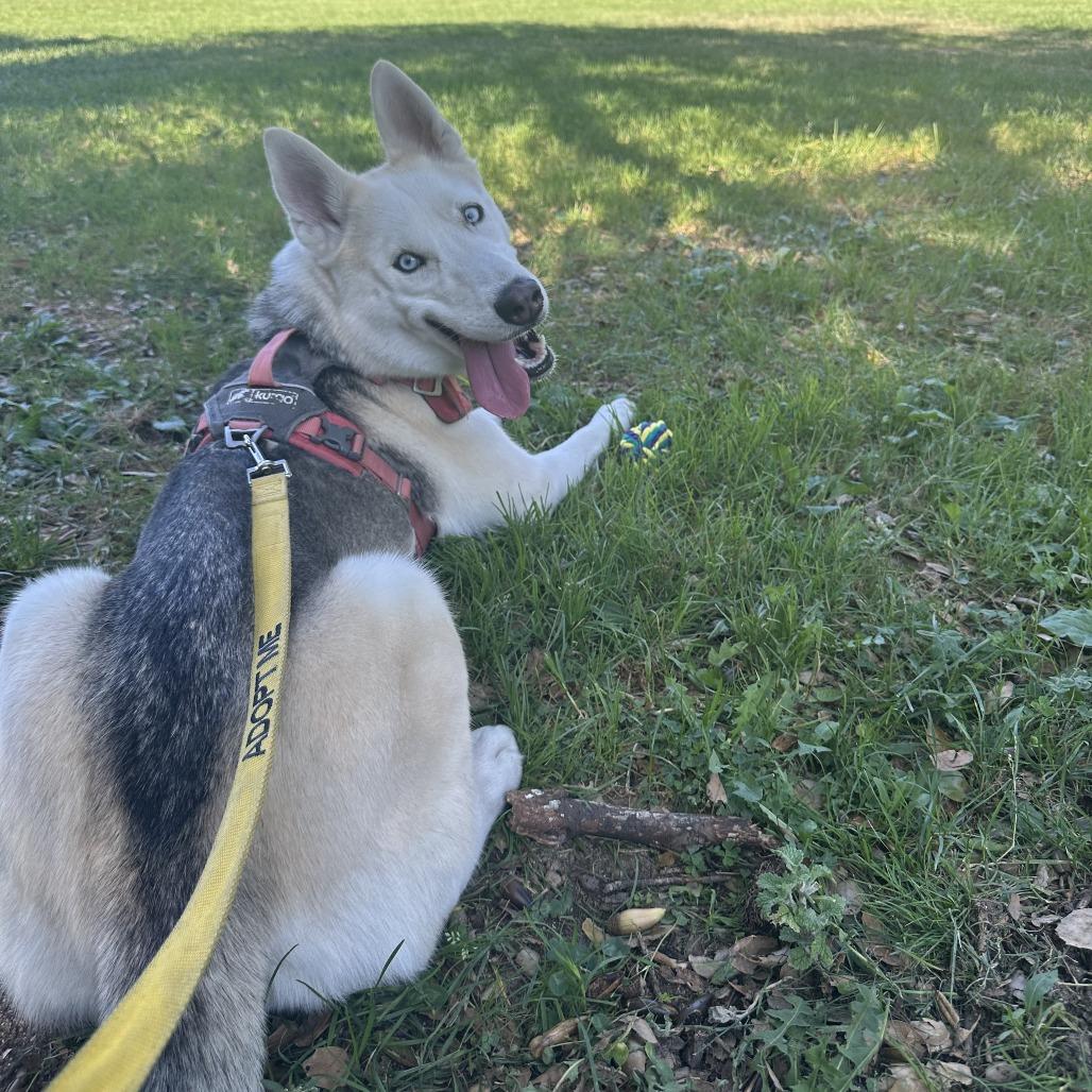 Enlarge Bella, a Adoptable mixed breed in Pasadena, CA image 2/2