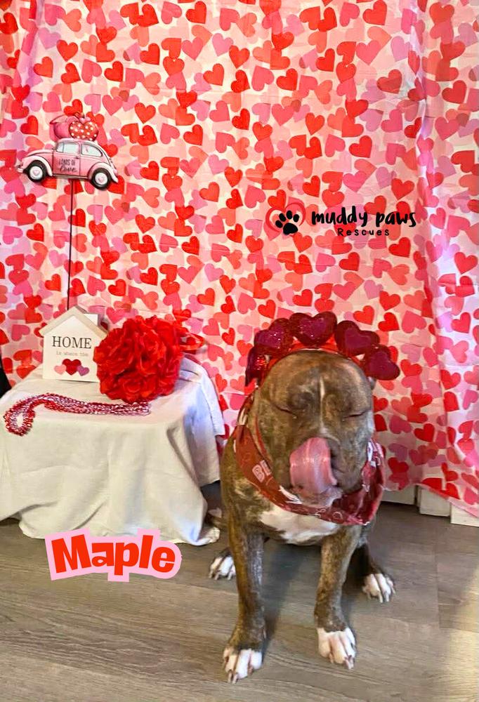 Miss Maple — thumbnail 2