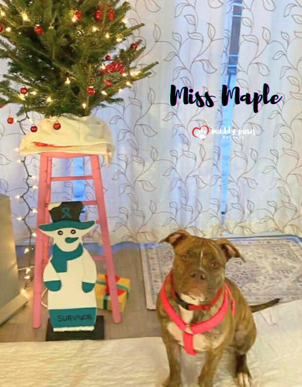 Miss Maple — thumbnail 3