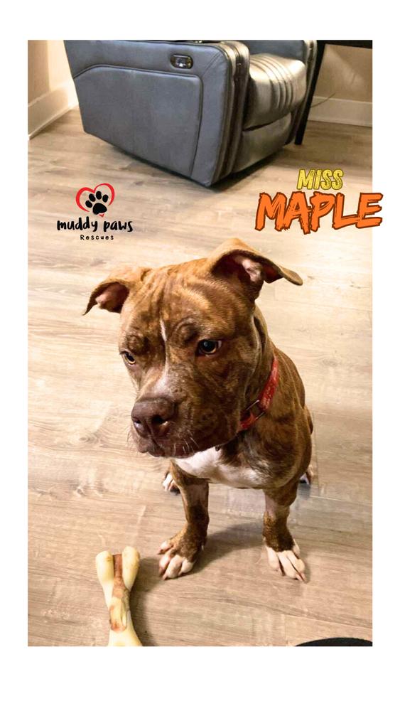 Miss Maple — thumbnail 4