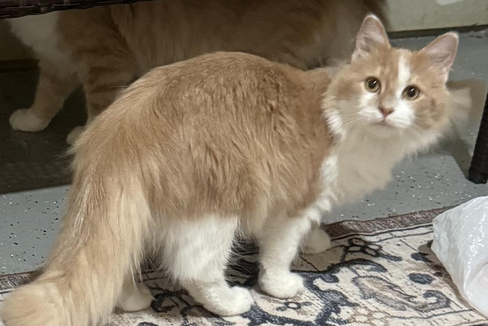 Quigley, a ADOPTABLE Domestic Long Hair in Pickerington, OH image 2/3