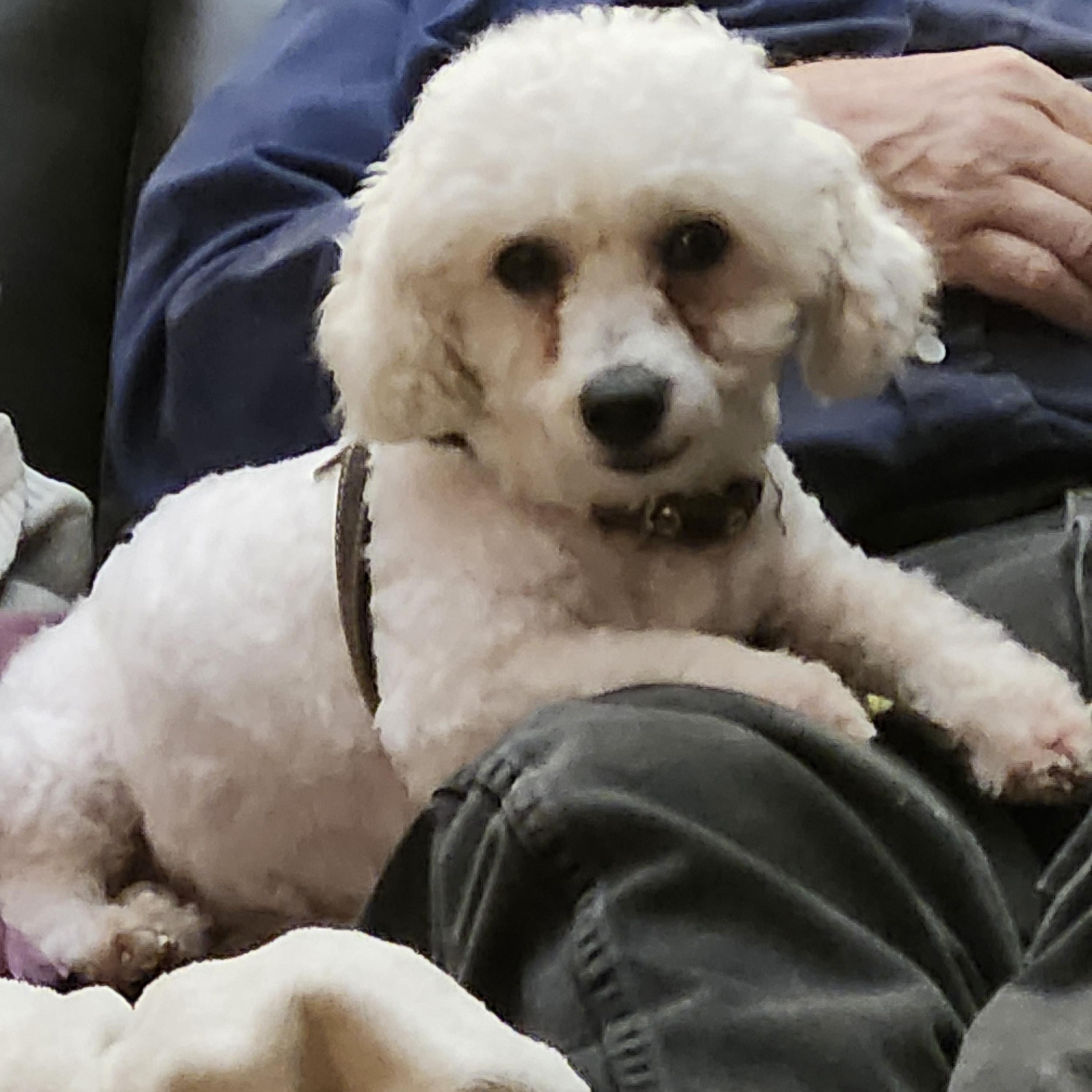 Snowy, Adoptable, Adult Female Miniature Poodle & Bichon Frise.