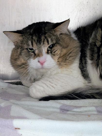 Oreo, Adoptable, Adult Male Domestic Long Hair & Domestic Short Hair.