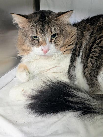 Enlarge Oreo, a Adoptable mixed breed in Montreal, QC image 2/3