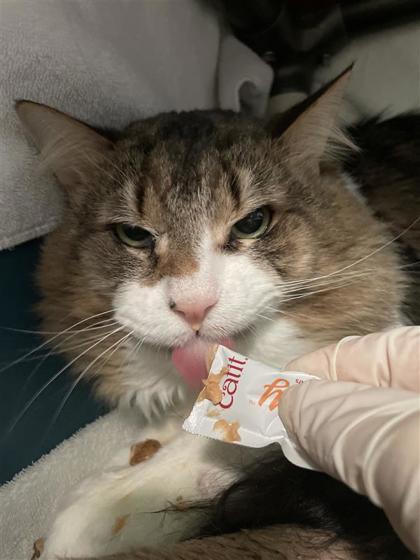 Enlarge Oreo, a Adoptable mixed breed in Montreal, QC image 3/3