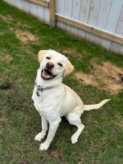 Ruby, a Adoptable Yellow Labrador Retriever in Oakville, ON image 5/6