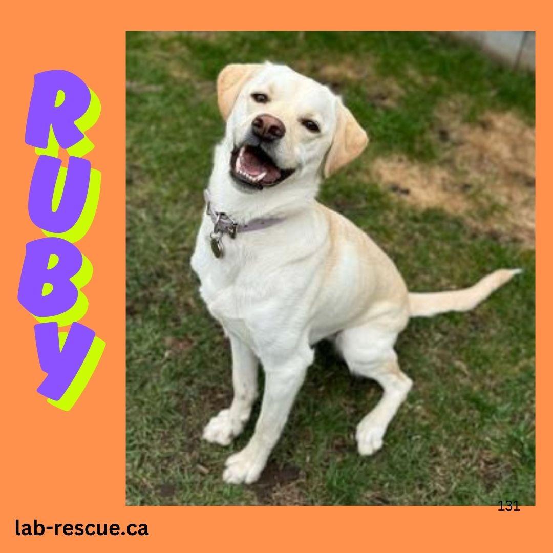 Ruby, a Adoptable Yellow Labrador Retriever in Oakville, ON image 1/6
