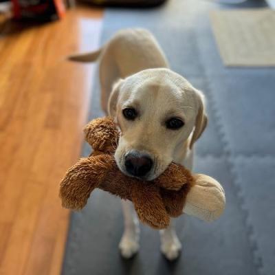 Ruby, a Adoptable Yellow Labrador Retriever in Oakville, ON image 2/6