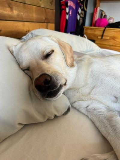 Ruby, a Adoptable Yellow Labrador Retriever in Oakville, ON image 4/6