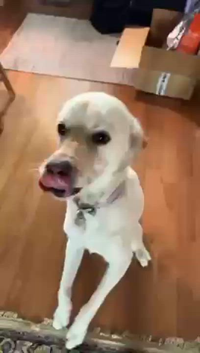 Enlarge Ruby, a Adoptable Yellow Labrador Retriever in Oakville, ON video 6/6