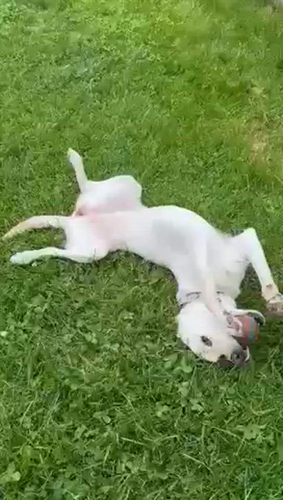 Enlarge Ruby, a Adoptable Yellow Labrador Retriever in Oakville, ON video 3/6