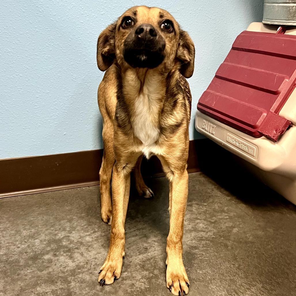 Enlarge Chewy, a Adoptable Mixed Breed in Idaho Falls, ID image 1/6