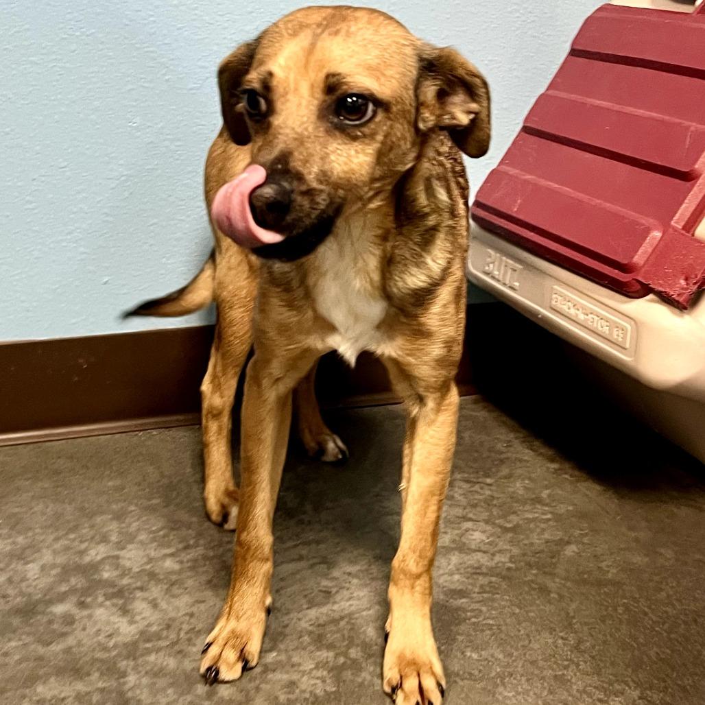 Enlarge Chewy, a Adoptable Mixed Breed in Idaho Falls, ID image 2/6