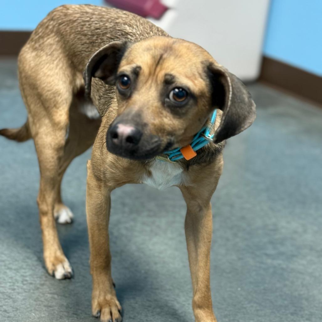 Enlarge Chewy, a Adoptable Mixed Breed in Idaho Falls, ID image 3/6