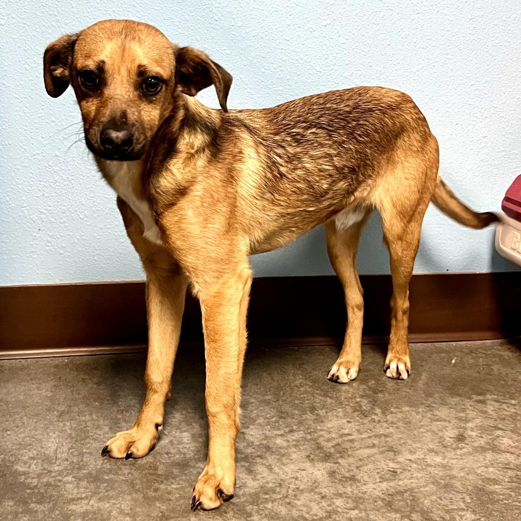 Enlarge Chewy, a Adoptable Mixed Breed in Idaho Falls, ID image 4/6