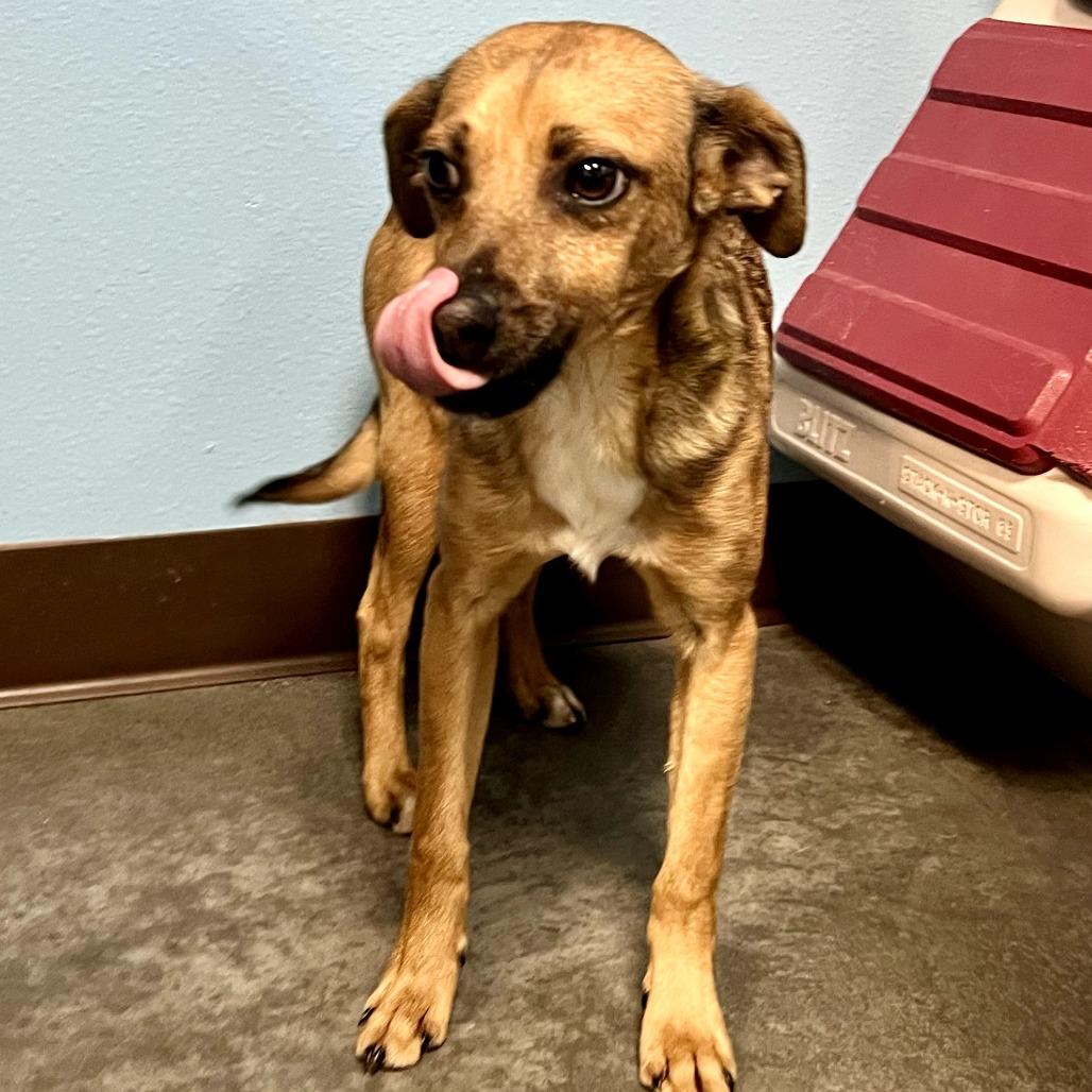 Enlarge Chewy, a Adoptable Mixed Breed in Idaho Falls, ID image 5/6