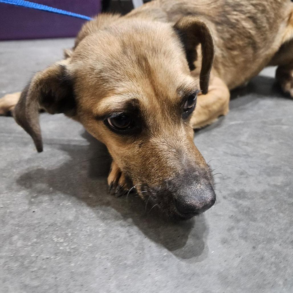 Enlarge Chewy, a Adoptable Mixed Breed in Idaho Falls, ID image 6/6