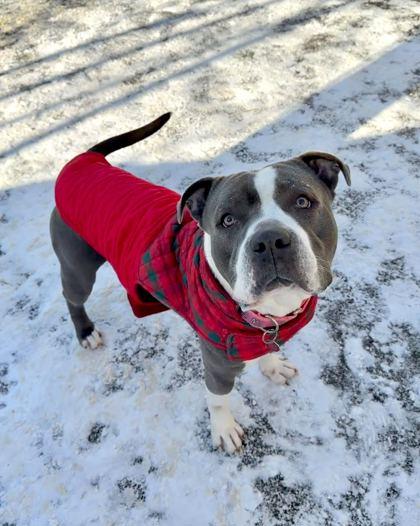 Enlarge Caleb Williams, a Adoptable mixed breed in Chicago, IL image 1/2