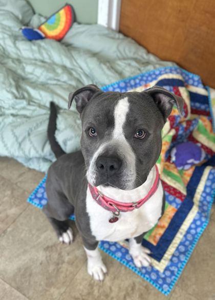 Enlarge Caleb Williams, a Adoptable mixed breed in Chicago, IL image 2/2