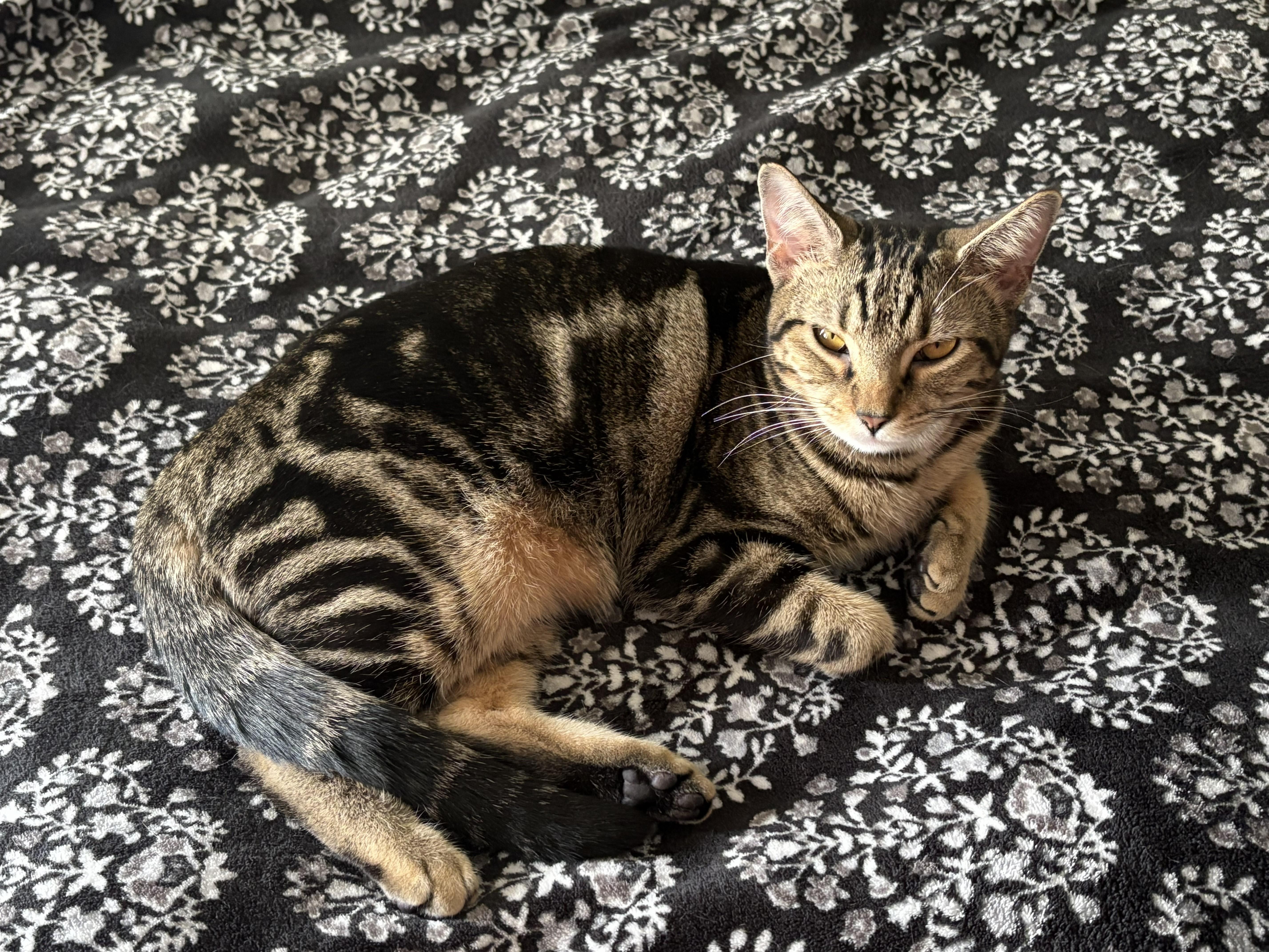 Harper & Hillary **Bonded Pair**