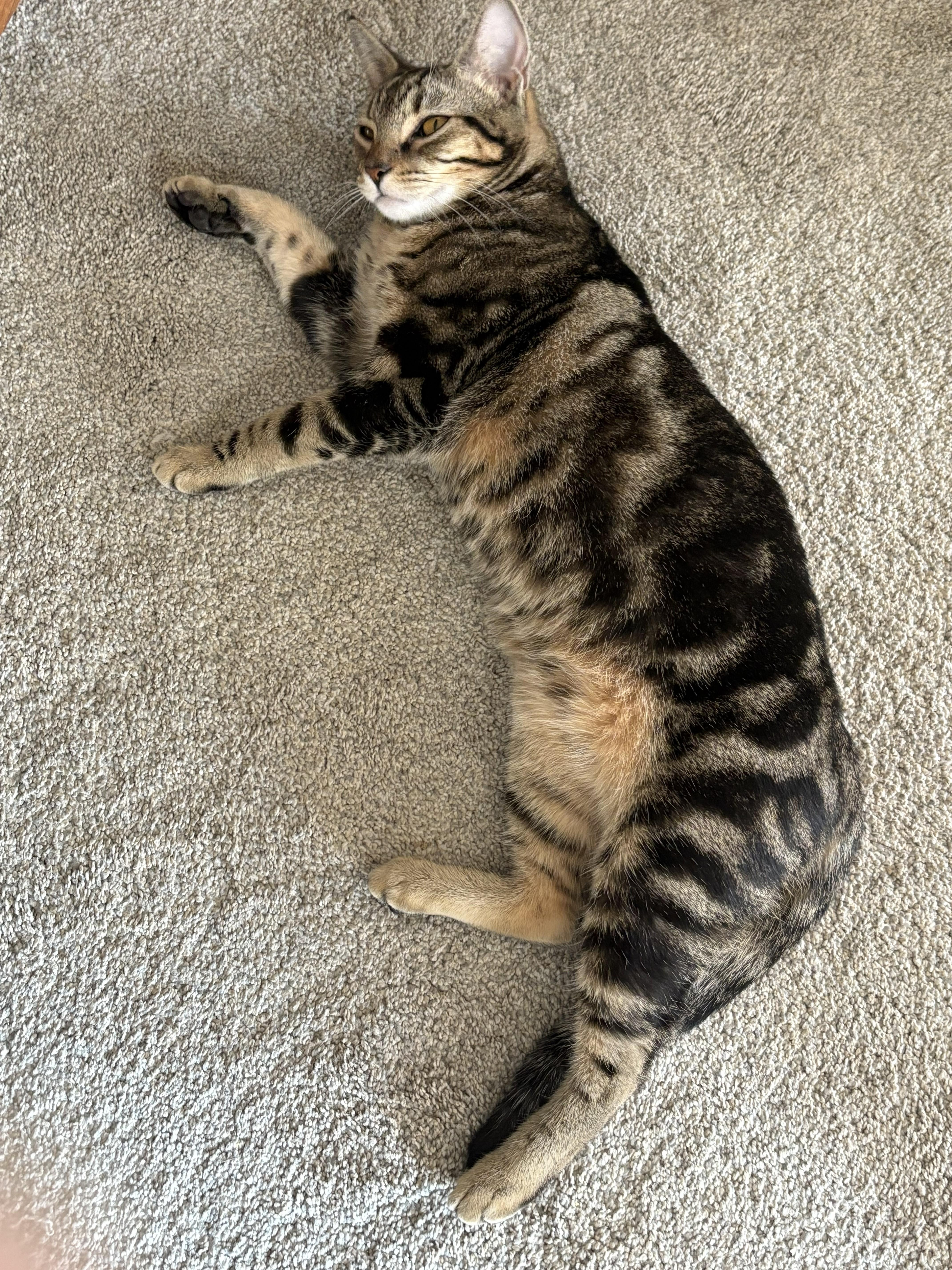 Harper & Hillary **Bonded Pair**