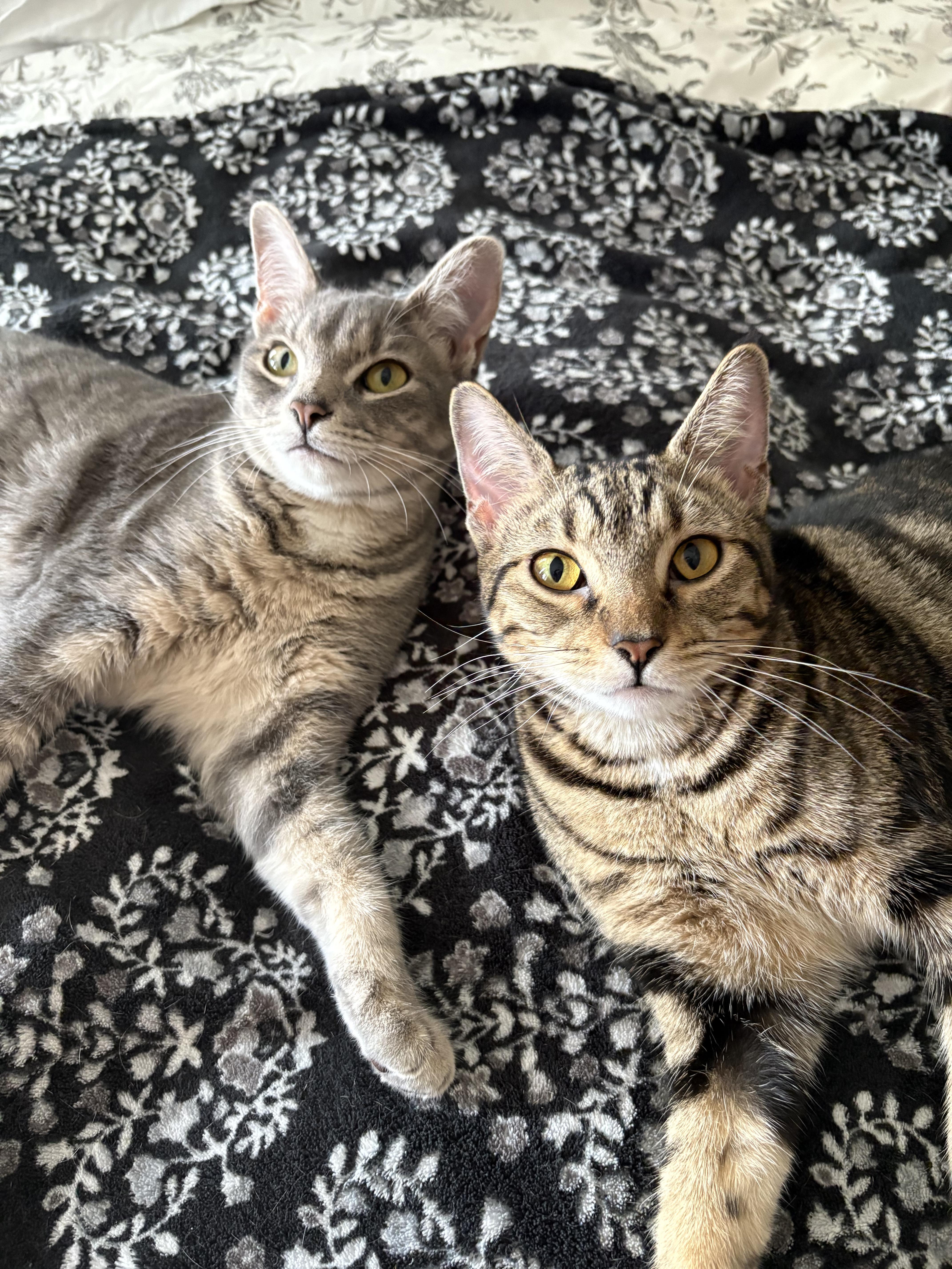 Harper & Hillary **Bonded Pair**