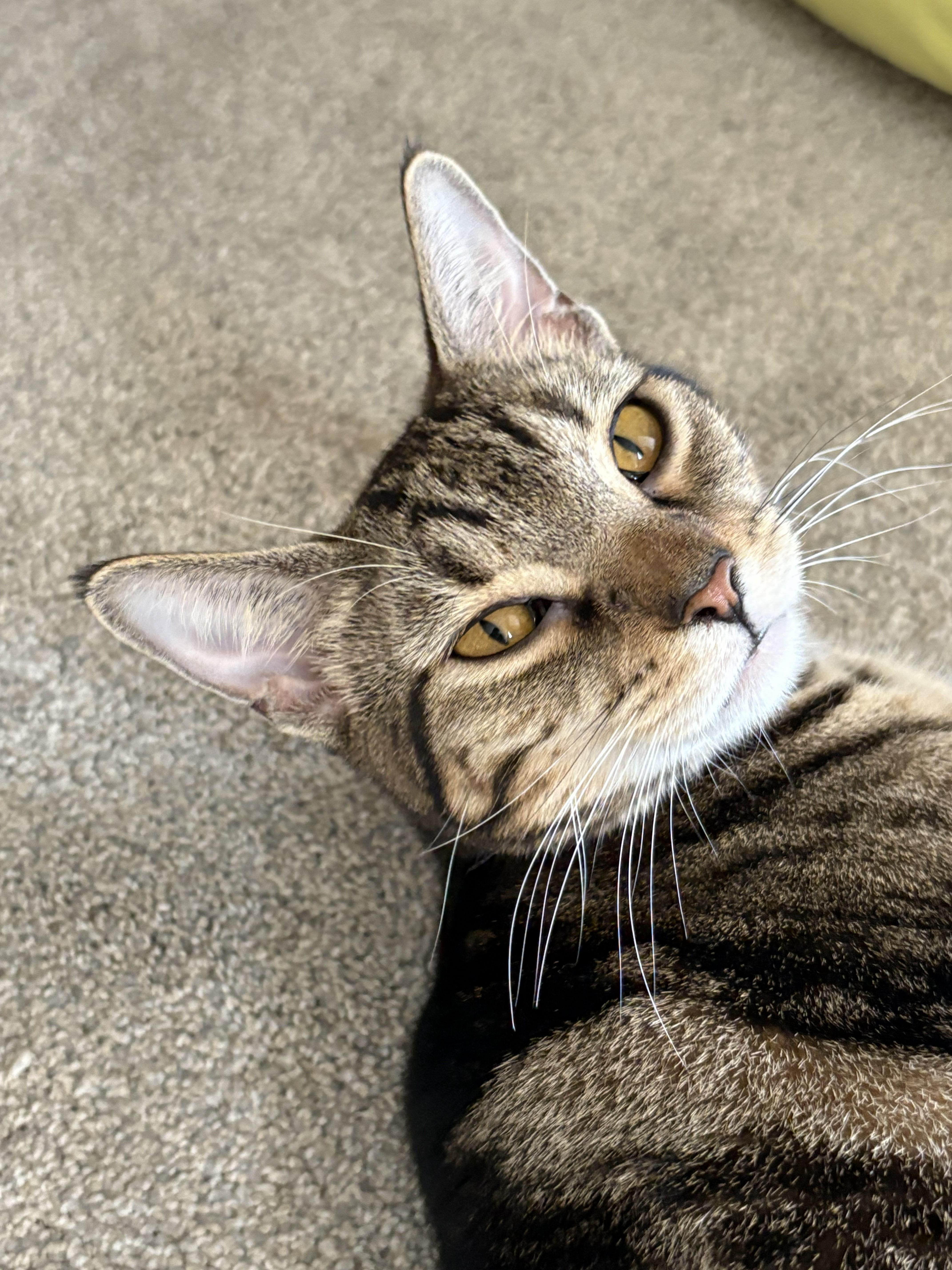 Harper & Hillary **Bonded Pair**