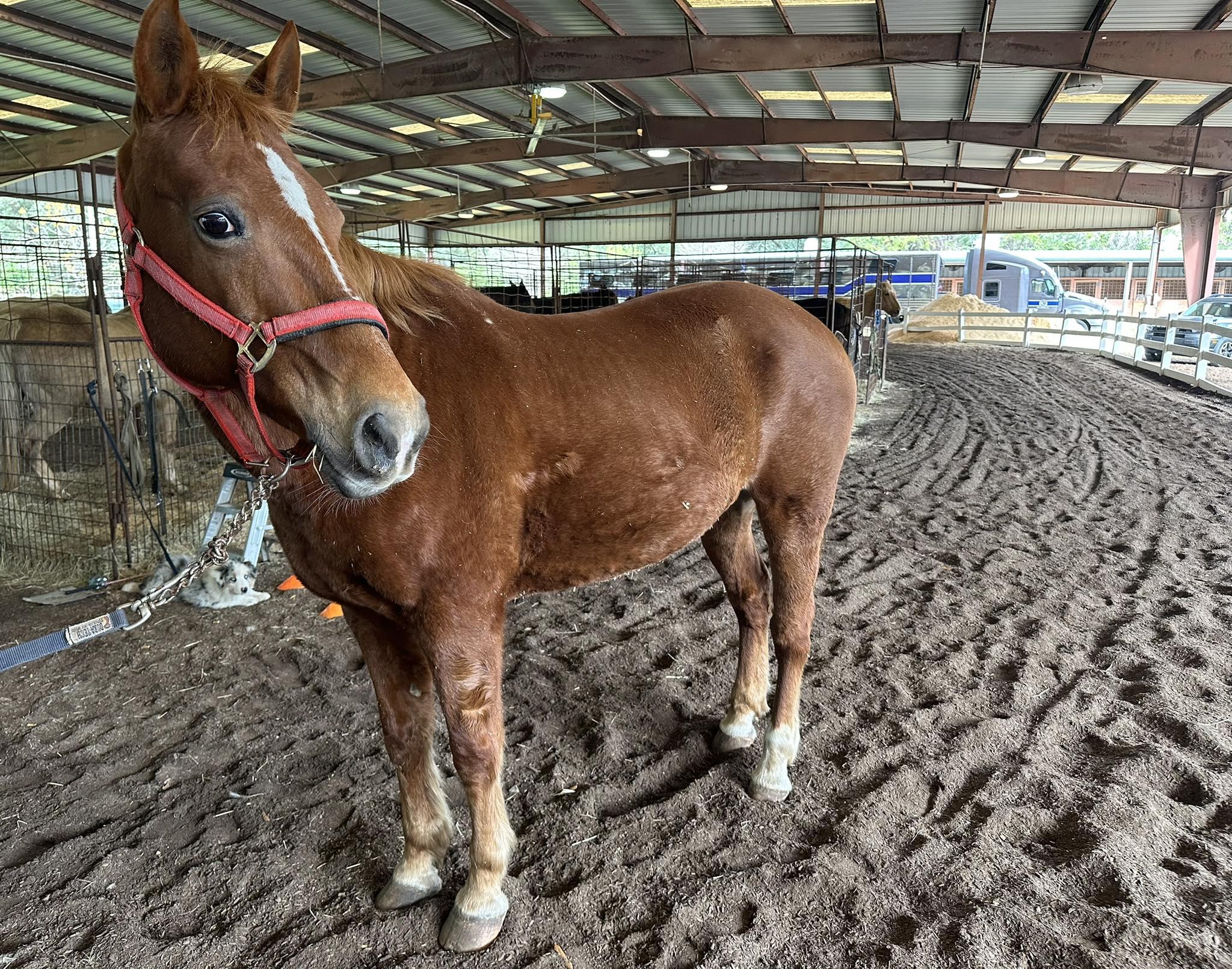 Enlarge Roulette, an adopted Grade in Mount Hermon, LA image 1/1
