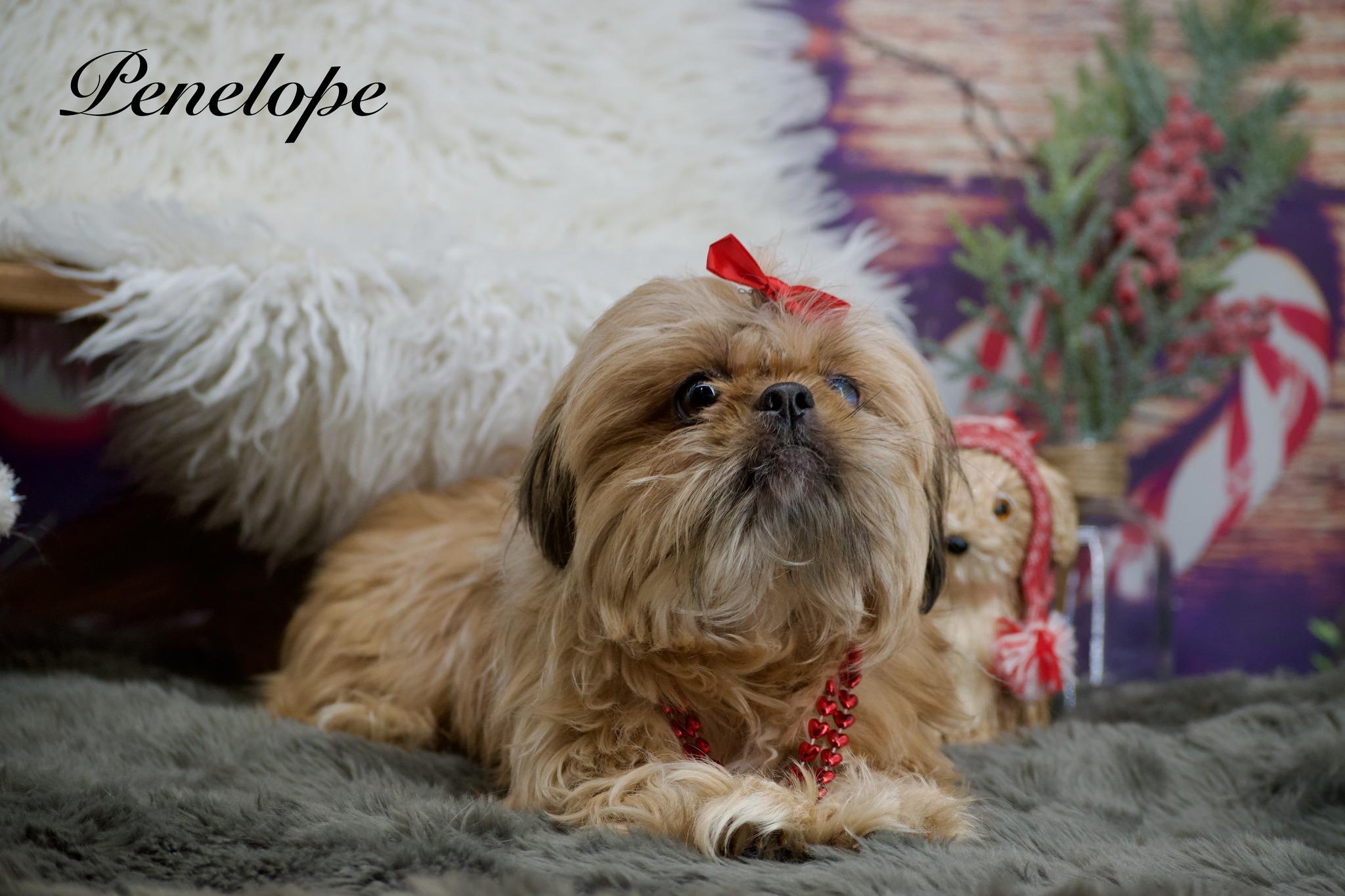 Enlarge Penelope, an adopted Shih Tzu in Sevierville, TN image 1/3
