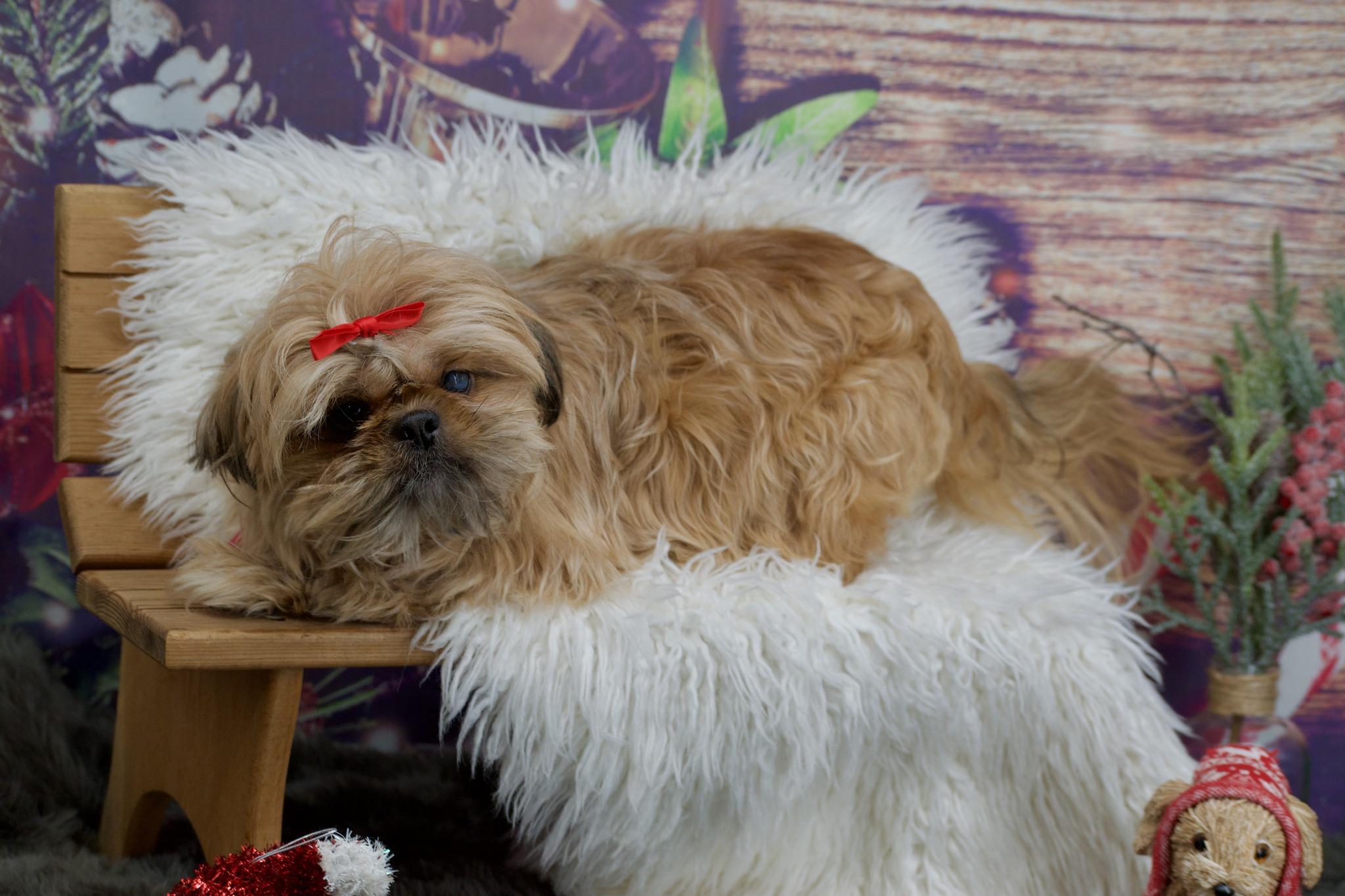 Enlarge Penelope, an adopted Shih Tzu in Sevierville, TN image 2/3