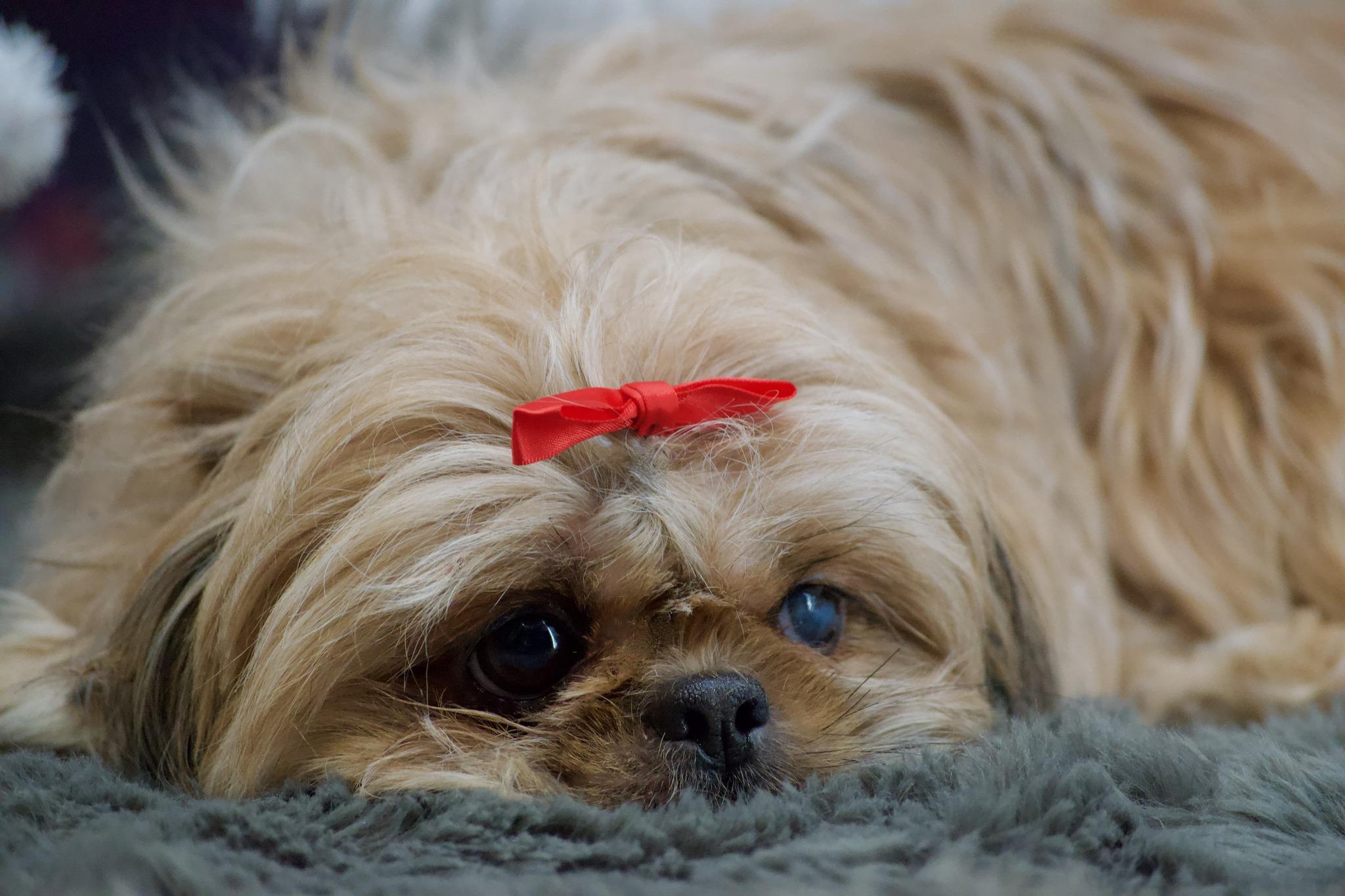 Enlarge Penelope, an adopted Shih Tzu in Sevierville, TN image 3/3