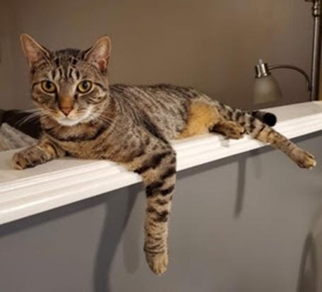 Enlarge Harley (reduced adoption fee), a Adoptable Domestic Short Hair in Melrose, MA image 2/4