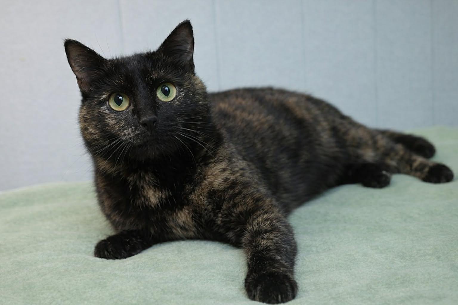 Enlarge Lovey, a ADOPTABLE Tortoiseshell in Millington, TN image 1/1