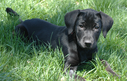 Black Dogs ~info only~, a Adoptable mixed breed in Conesus, NY image 1/3