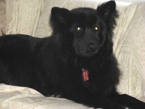 Black Dogs ~info only~, a Adoptable mixed breed in Conesus, NY image 2/3