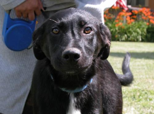 Black Dogs ~info only~, a Adoptable mixed breed in Conesus, NY image 3/3