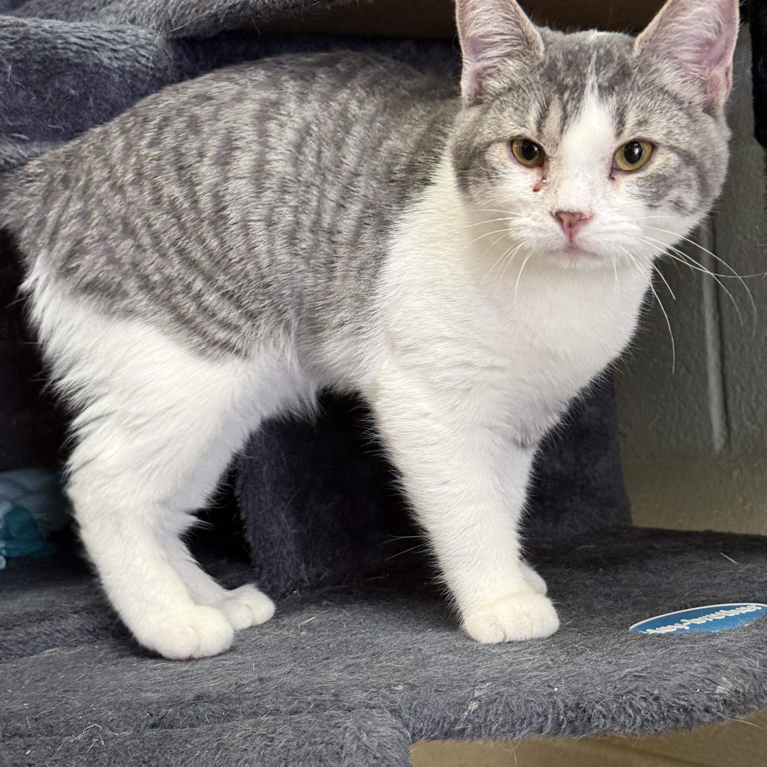 Tallica, Adoptable, Young Female Domestic Short Hair.